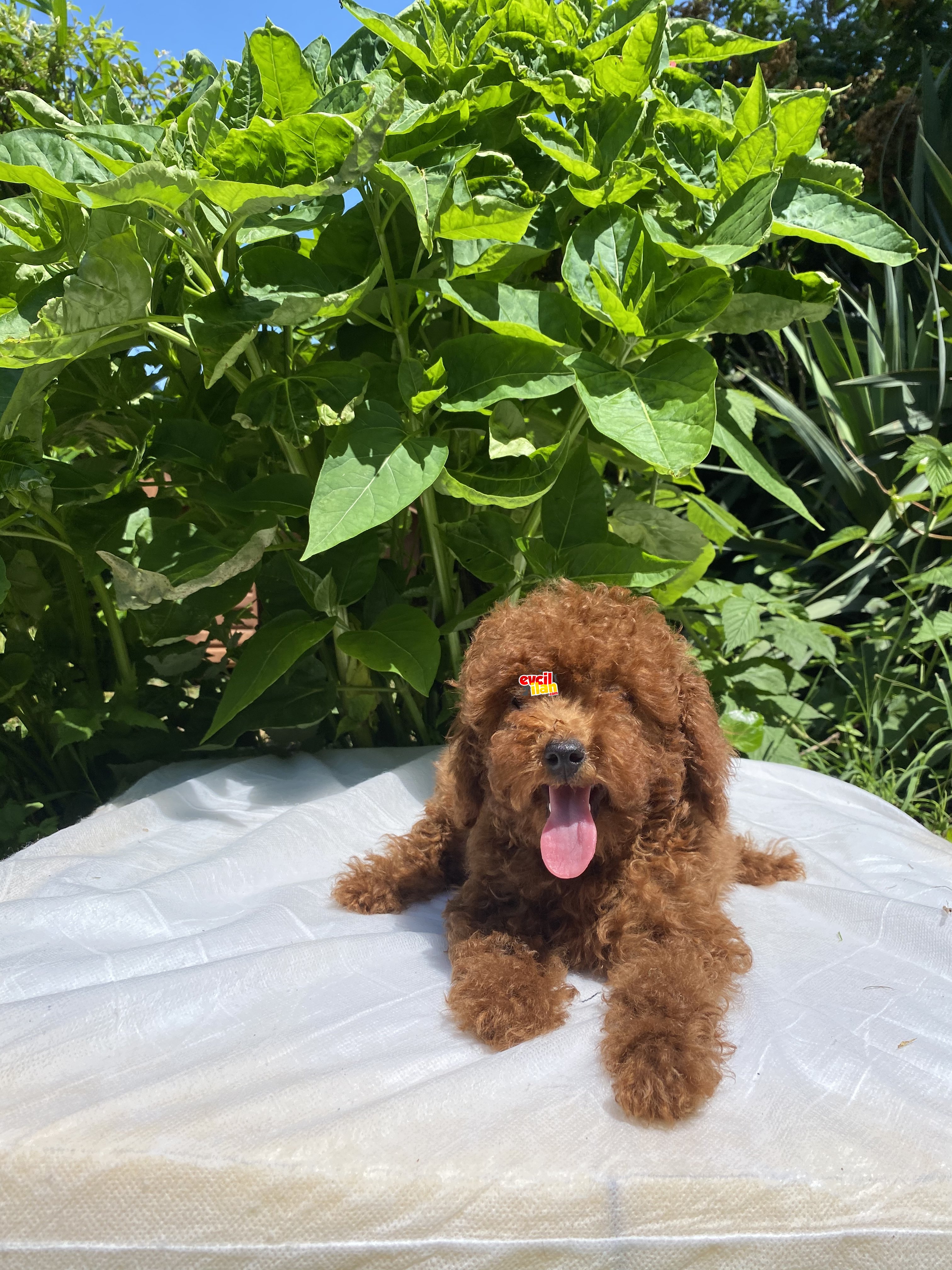 KOYU KIRMIZI (red brown) TOY POODLE