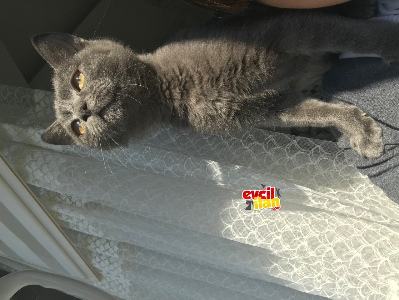 Küçük baronumuz yuva arıyor 