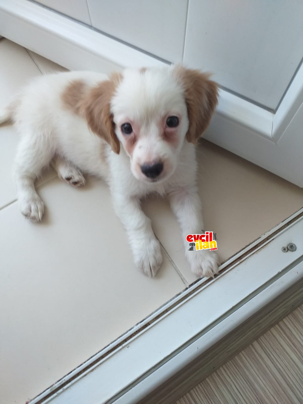 Küçük ırk 4aylık Cavailer King Charles ile Cocker kırması