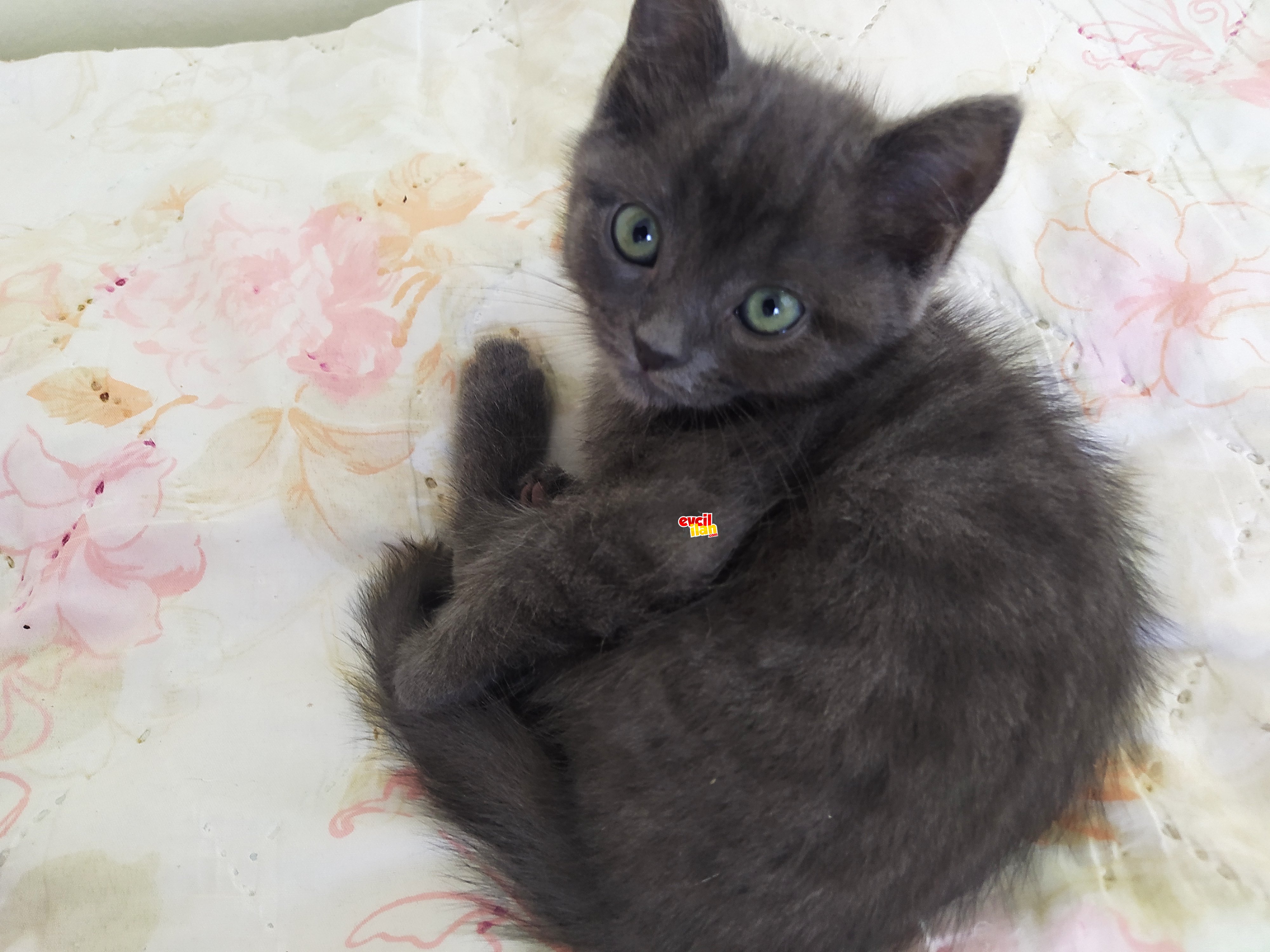Kum alışkanlığı var sevecen bir kedi