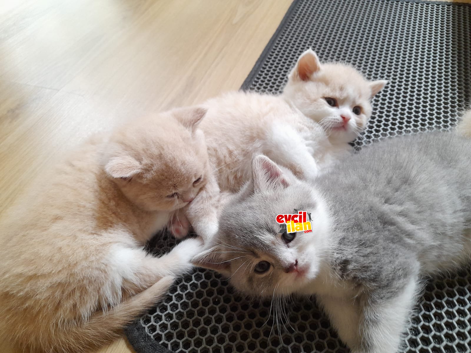 Kusursuz british shorthair gold