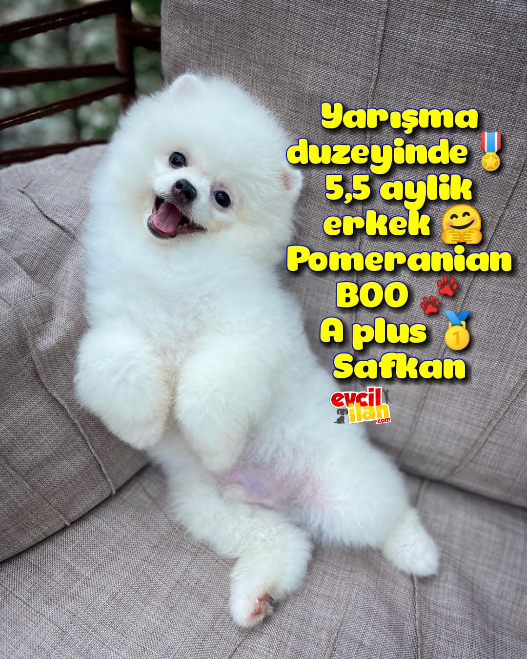 Küt burun Kare surat Yarışma Adayı Safkan Boo Pomeranian yavrupatiler