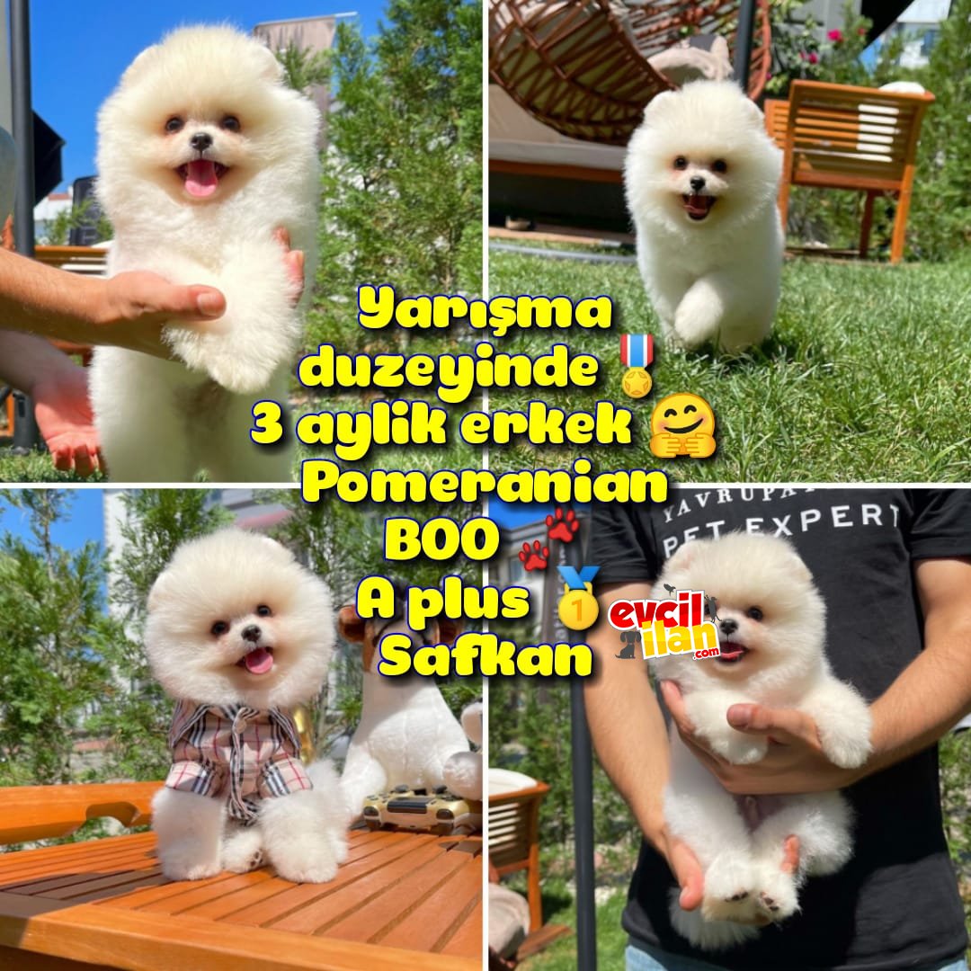 Küt burun Kare surat Yarışma Adayı Safkan Boo Pomeranian @yavrupatiler