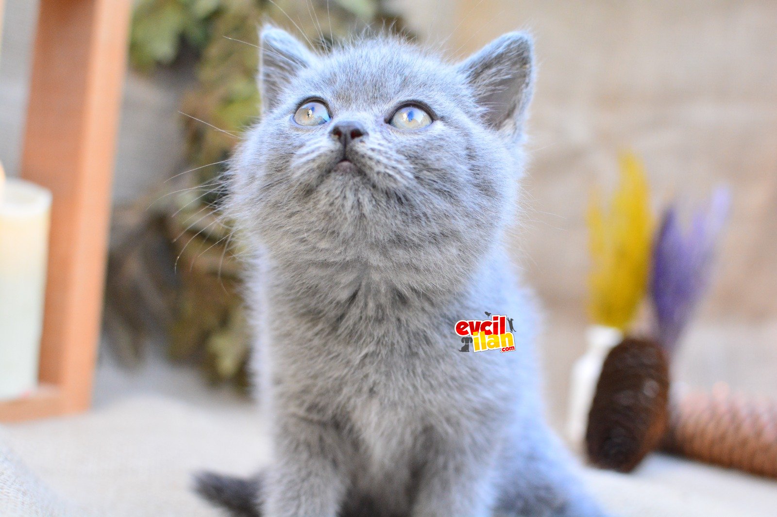 KÜT KAFALI YAVRUMUZ GRİ BRITISH SHORTHAIR