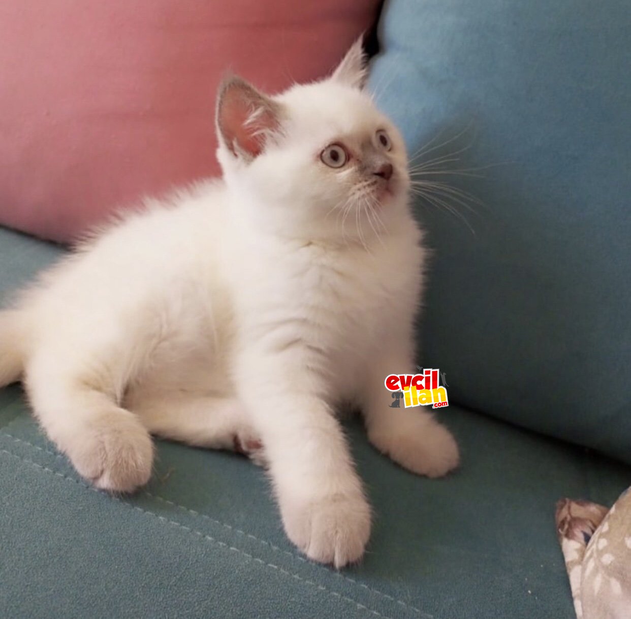 Kutsal tapınak kedisi 