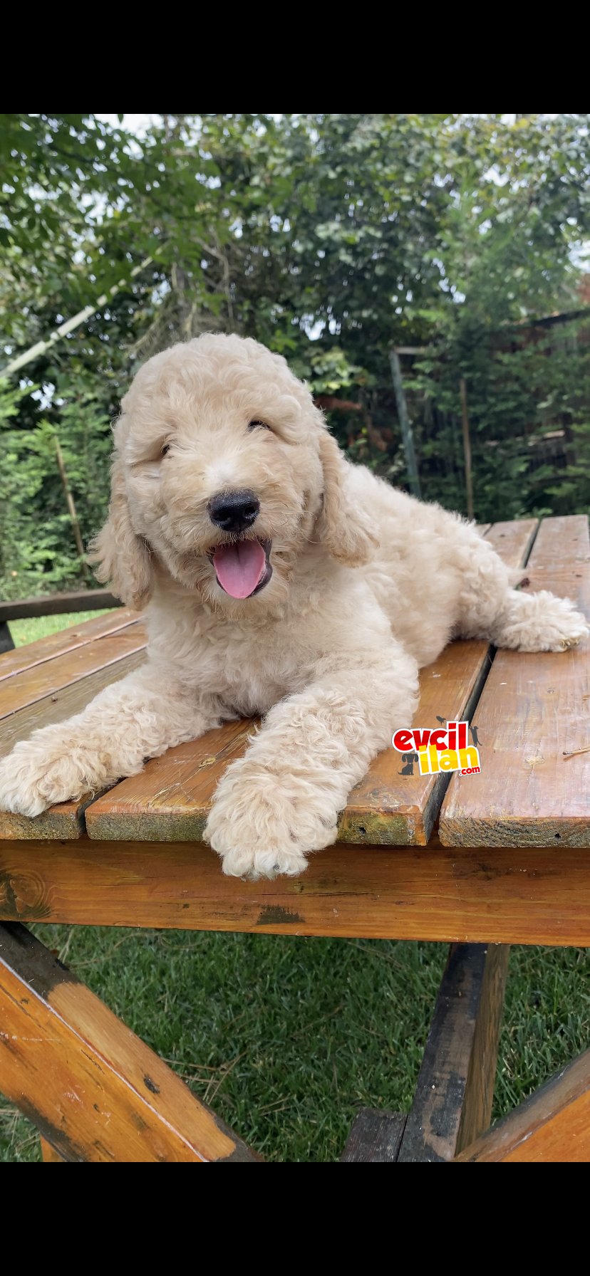 LABRADOODLE DEV BOY DİZAYN IRK BEBEKLER 