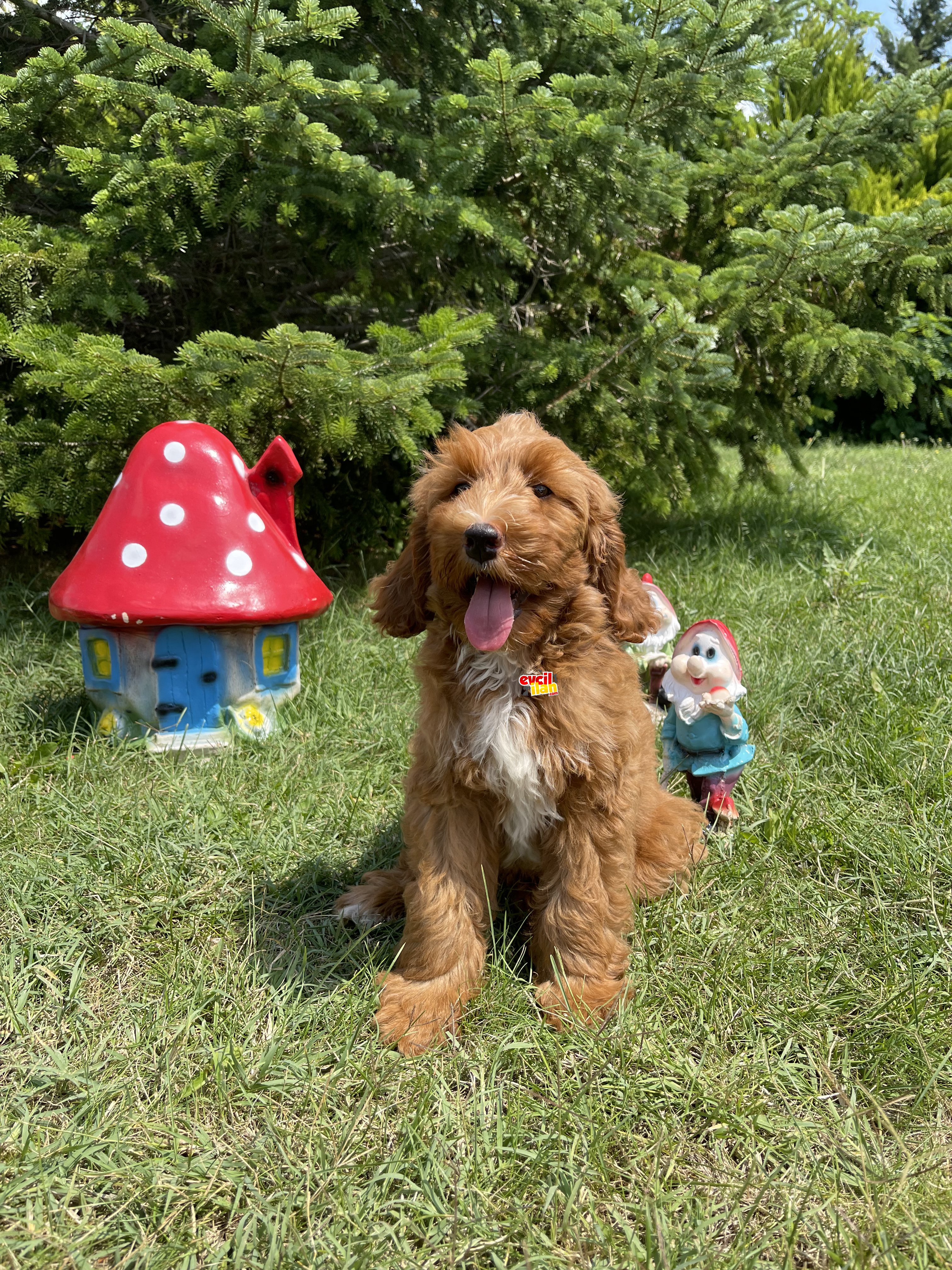 Labradoodle f2 b orjinal oğlumuz Bruno @goldpuppiess