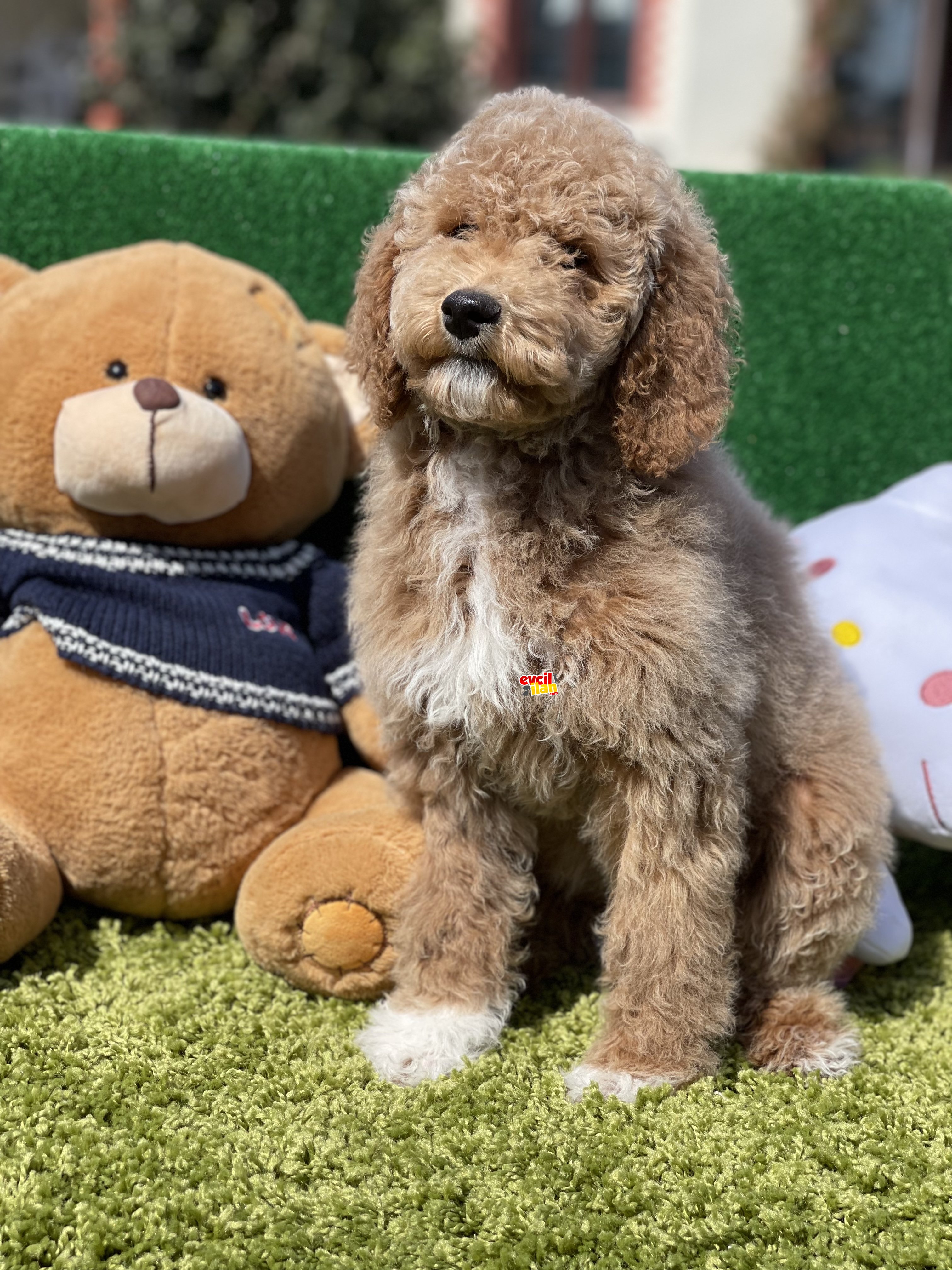 Labradoodle hypoallergenic ırk nadir yavrular