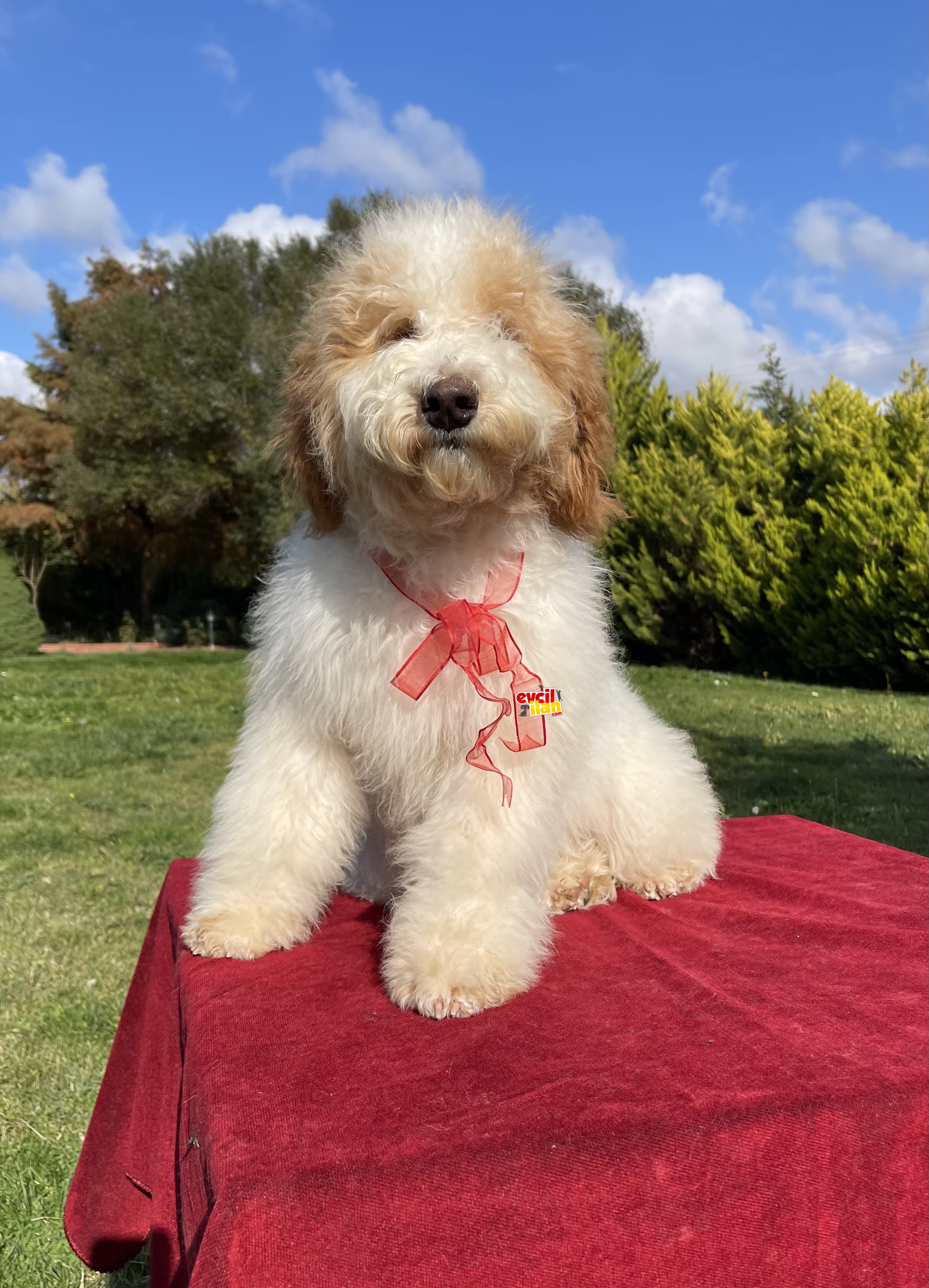 Labradoodle hypoallergenic tüy dökmeyen öZel ırk