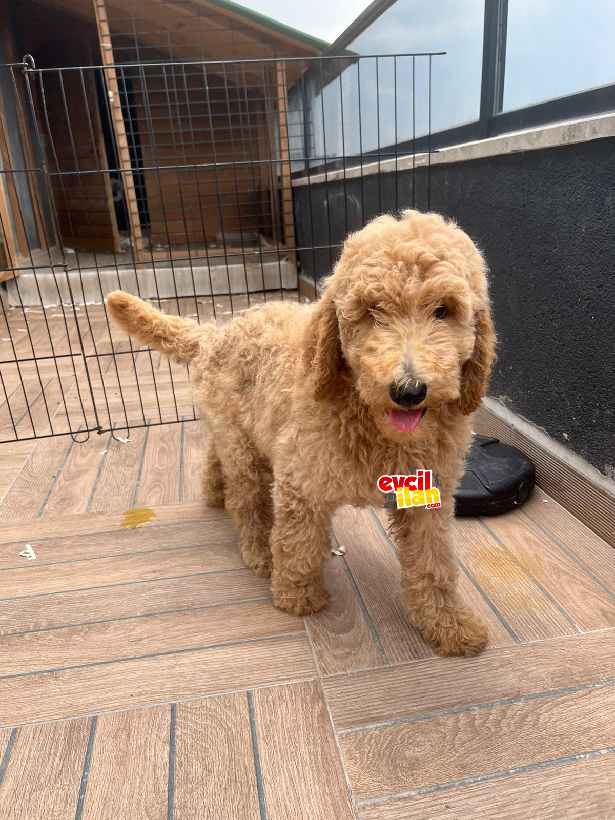 Labradoodle hypoallerjenik nadir ırk özel yavru