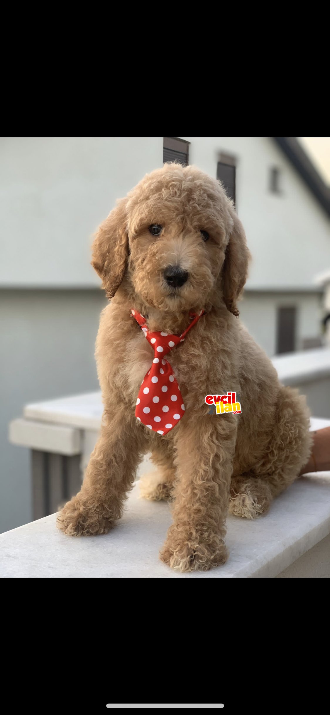 Labradoodle özel ırk türkiyede tek nadir hypoallerjenik