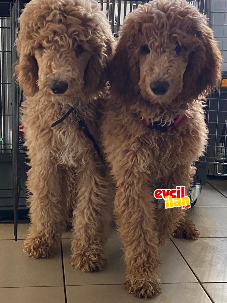 Labradoodle red tüy dökmeyen alerji yapmayan ırk