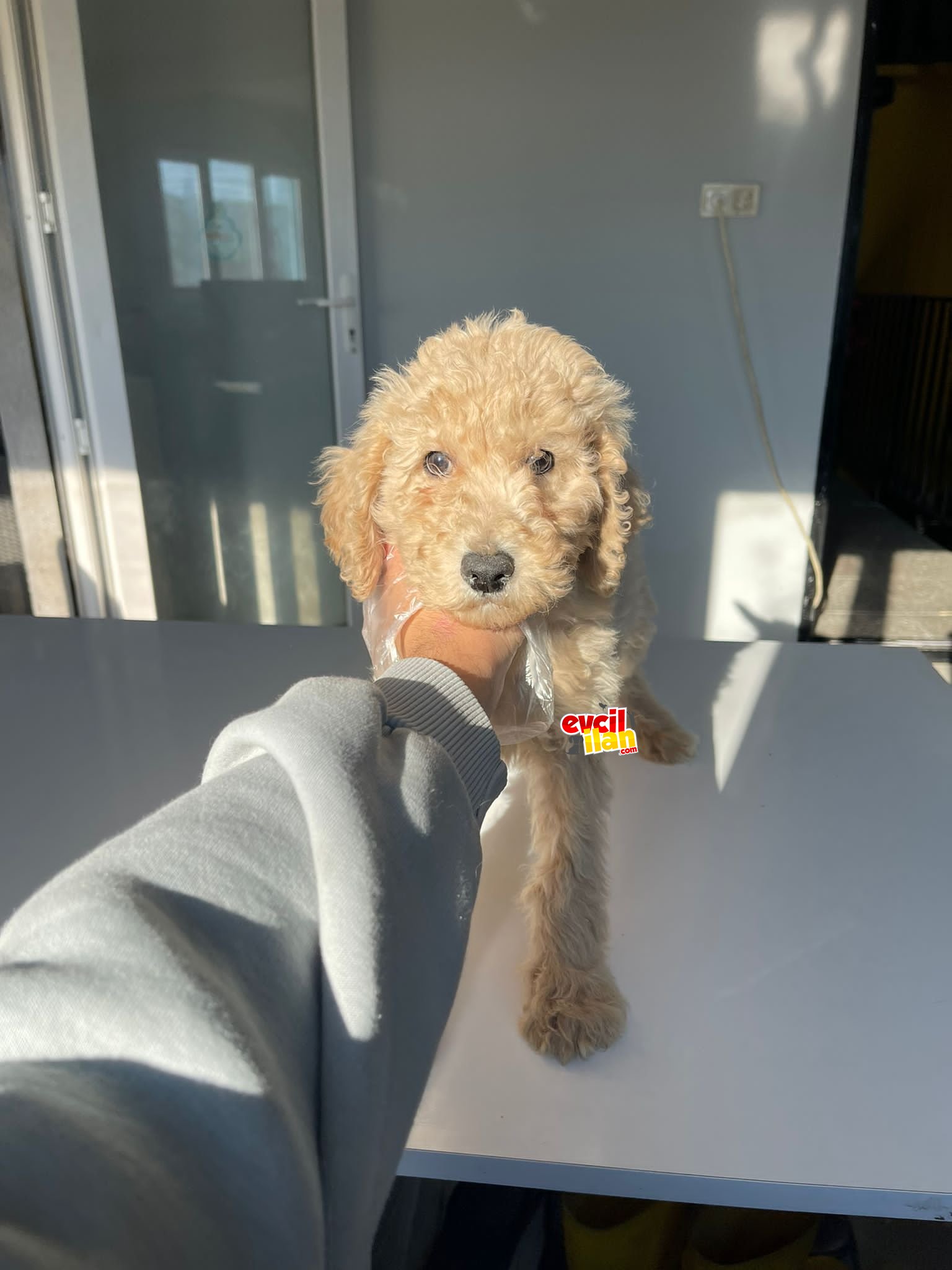 LABRADOODLE STANDART BOY DIŞI YAVRUMUZ