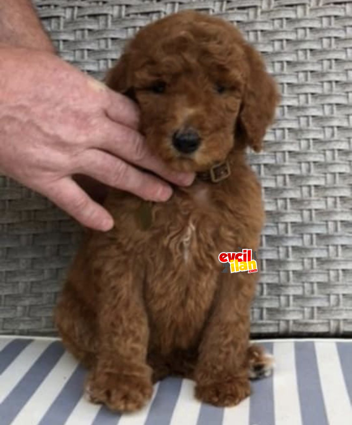 Labradoodle türkiyede tek üreticisinden dna testleri yapılmış yavrular 