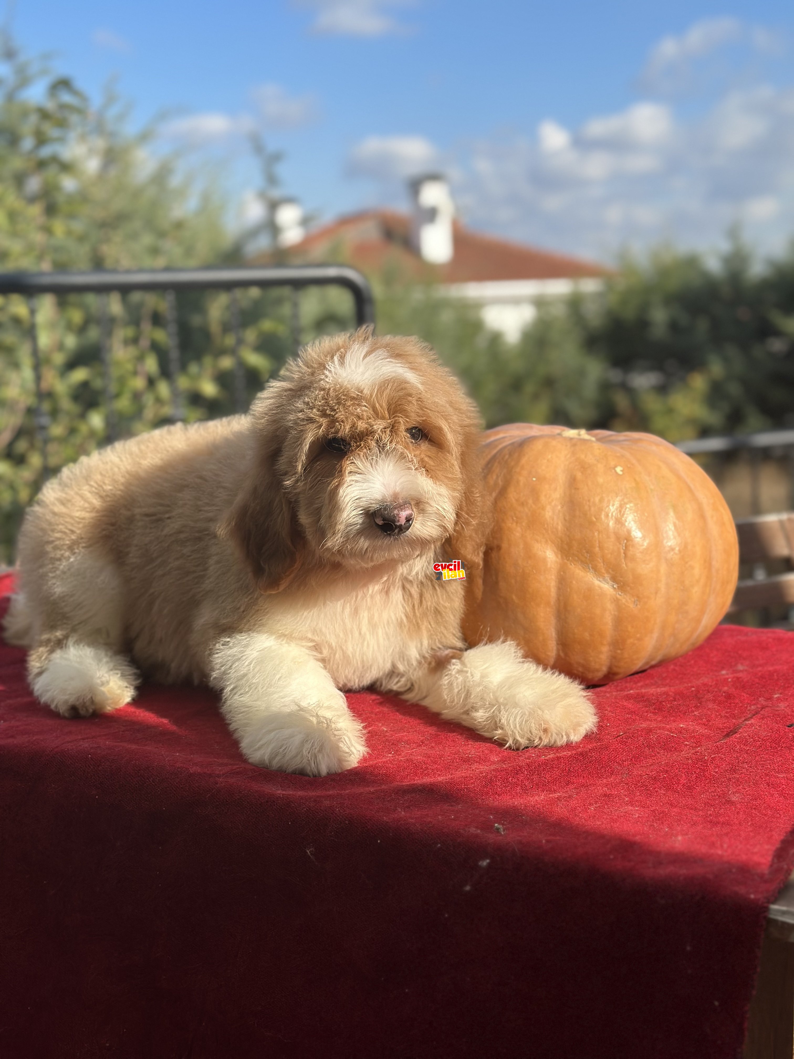 Labradoodle türkiyede tek üreticisinden 