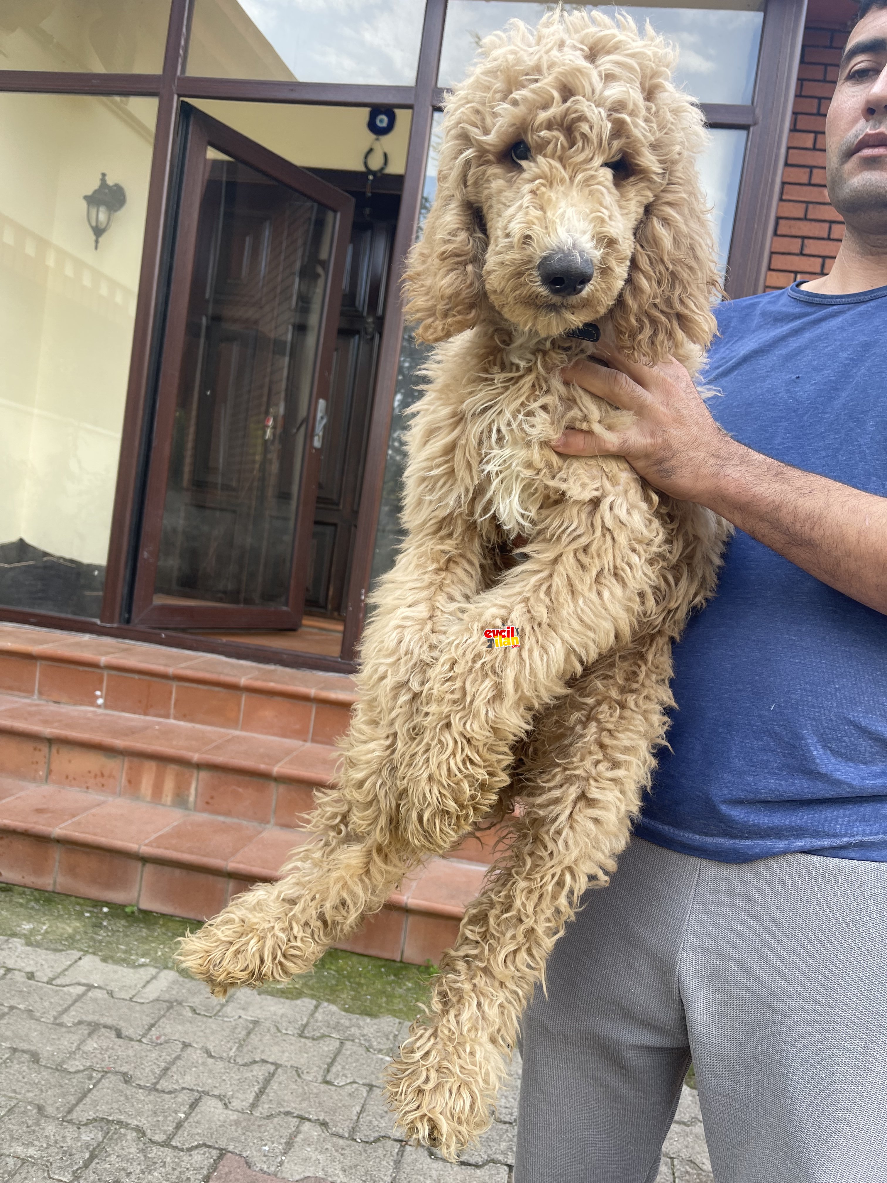 Labradoodle tüy dökmeyen ırk a kalite 