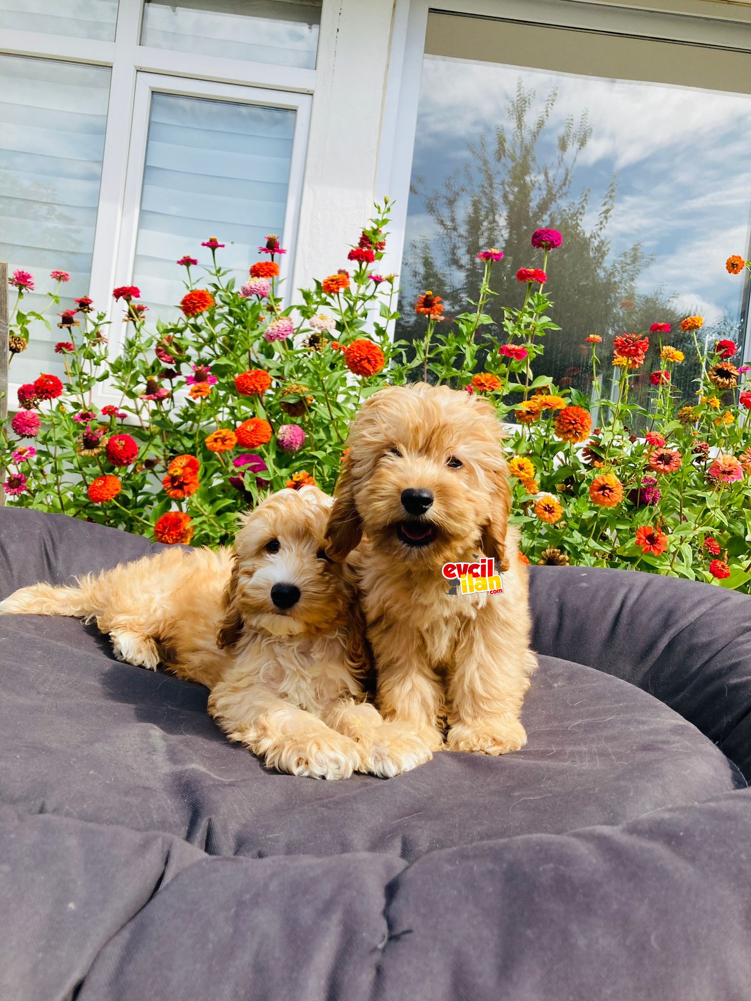 LABRADOODLE YAVRULARIMIZ ÇOK NADİR