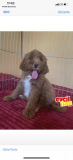 Labradoodle yavrularınız türkiyede tek 