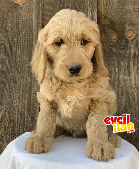 LABRADOODLE,GOLDENDOODLE,BERNEDOODLE