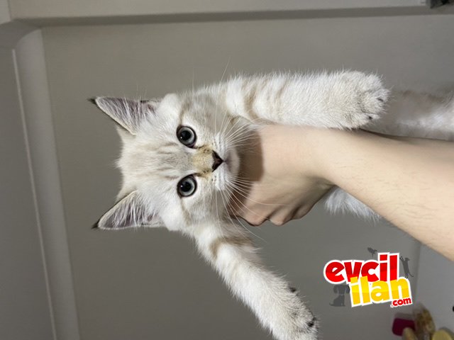 Lilac Golden Tabby Point BRI Dişi