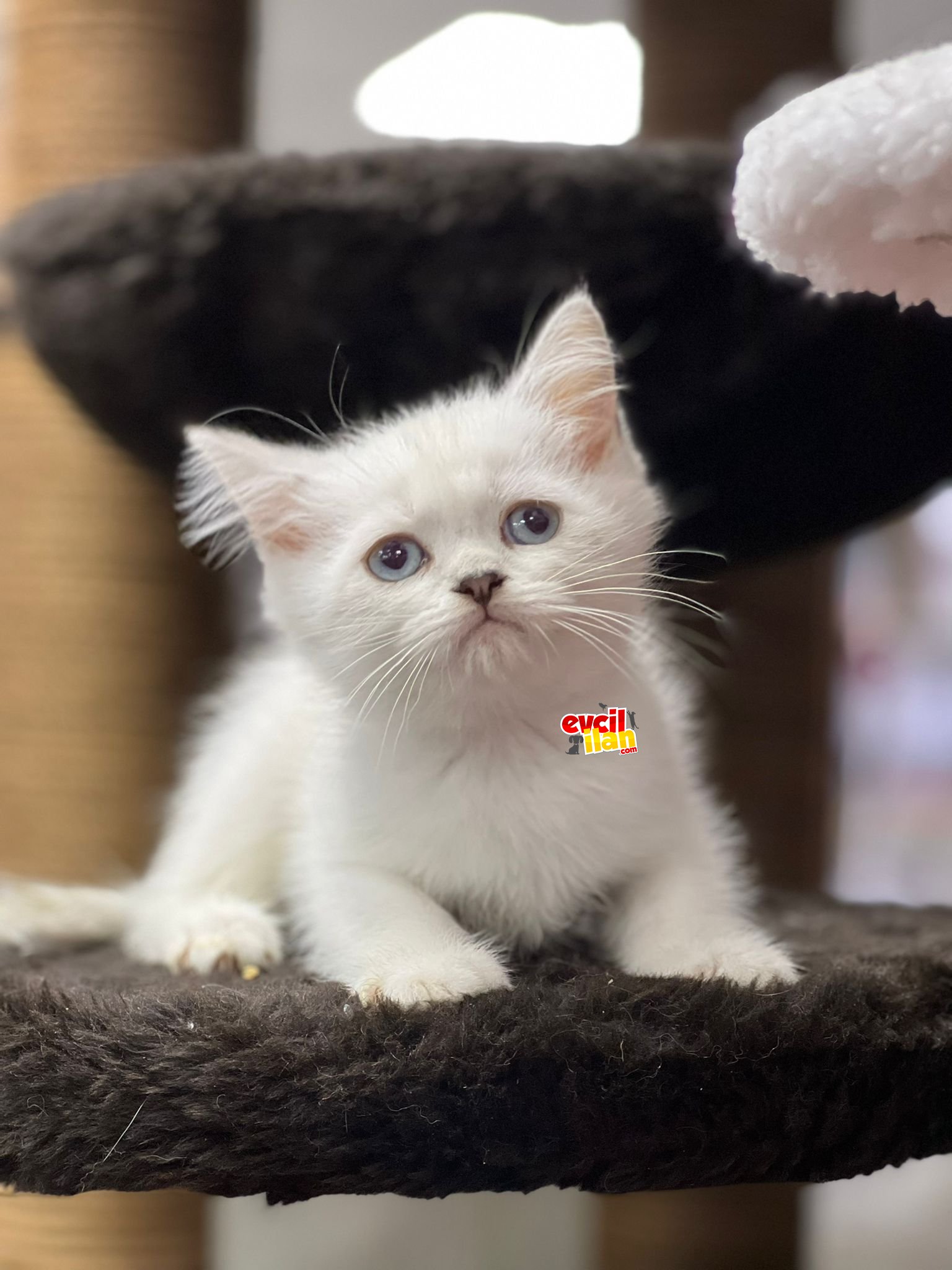 Lilac point british shorthair erkek bebeğimiz