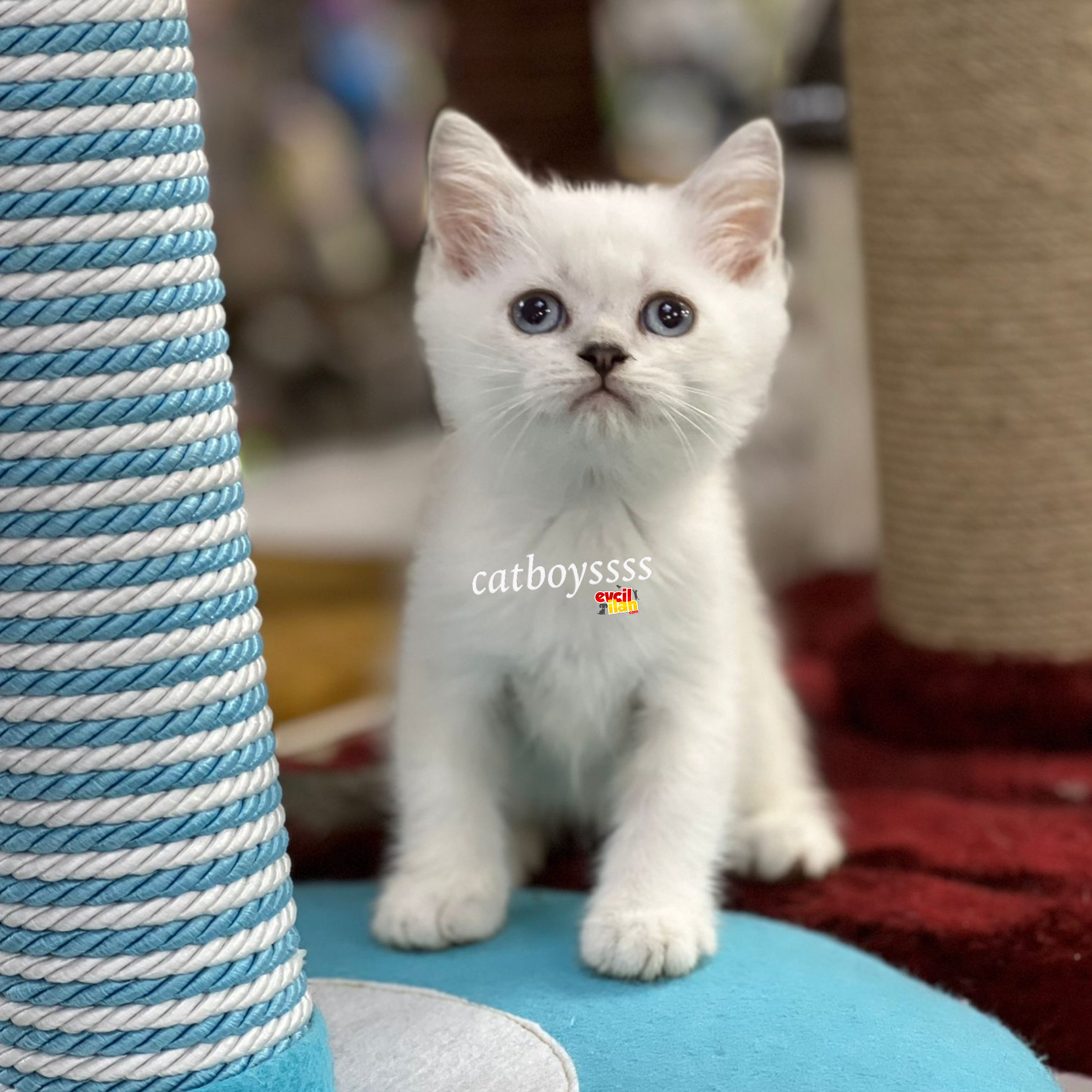 Lilac point british shorthair erkek yavrumuz