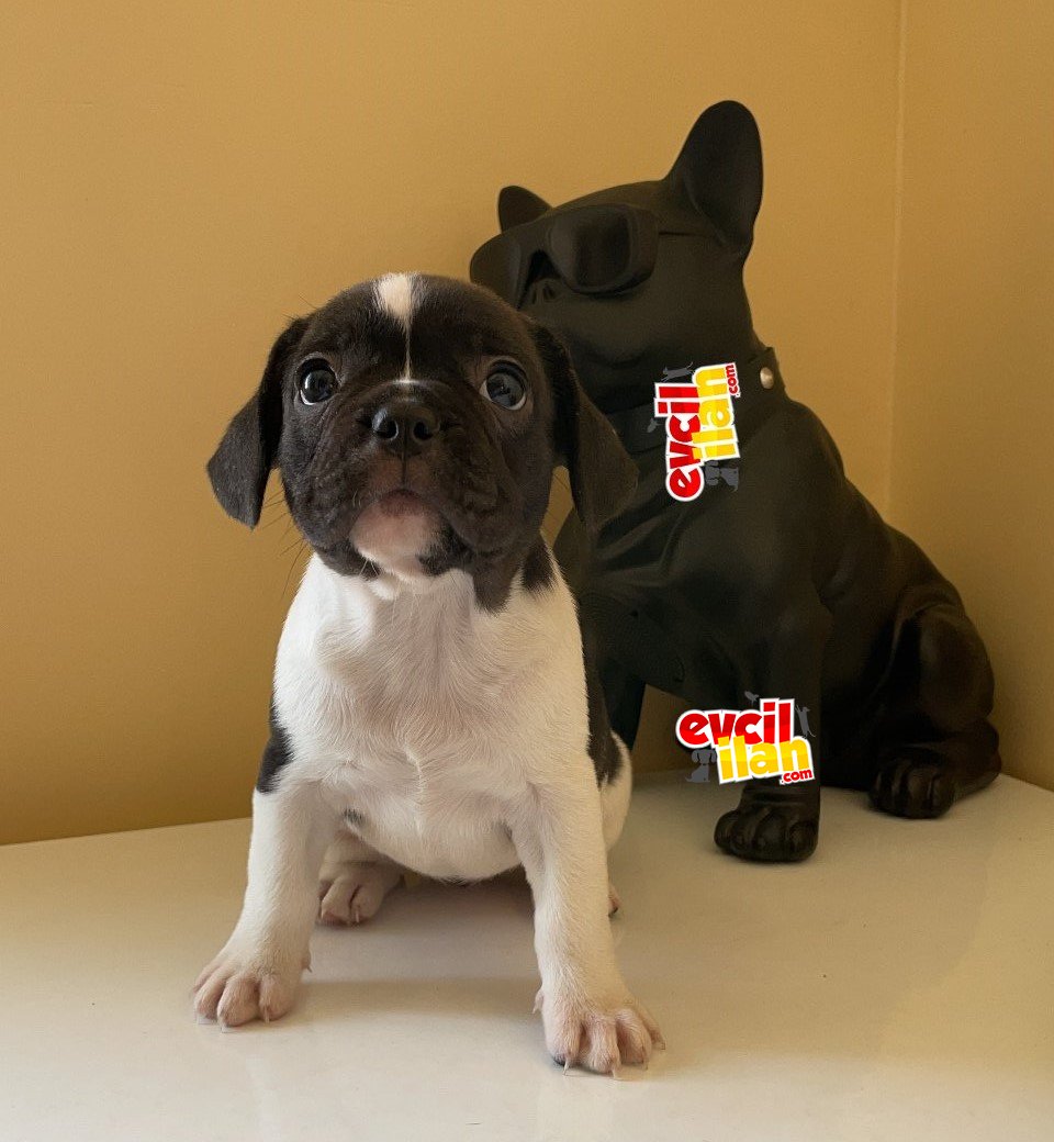 Lotus | 4 aylık dişi french bulldog (pasaport+çip)