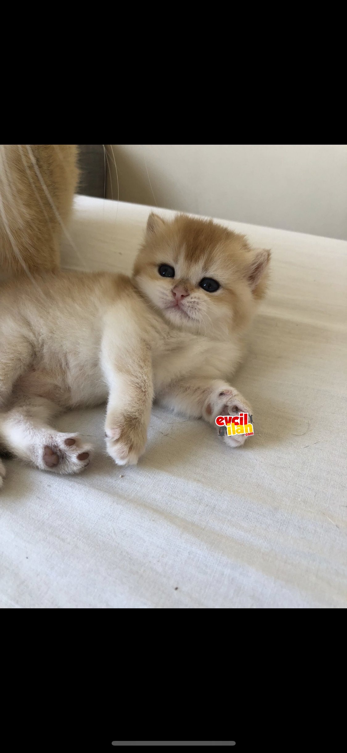 LUNA BRI NY 12 KIZIMIZ YENİ YUVASINI ARIYOR 