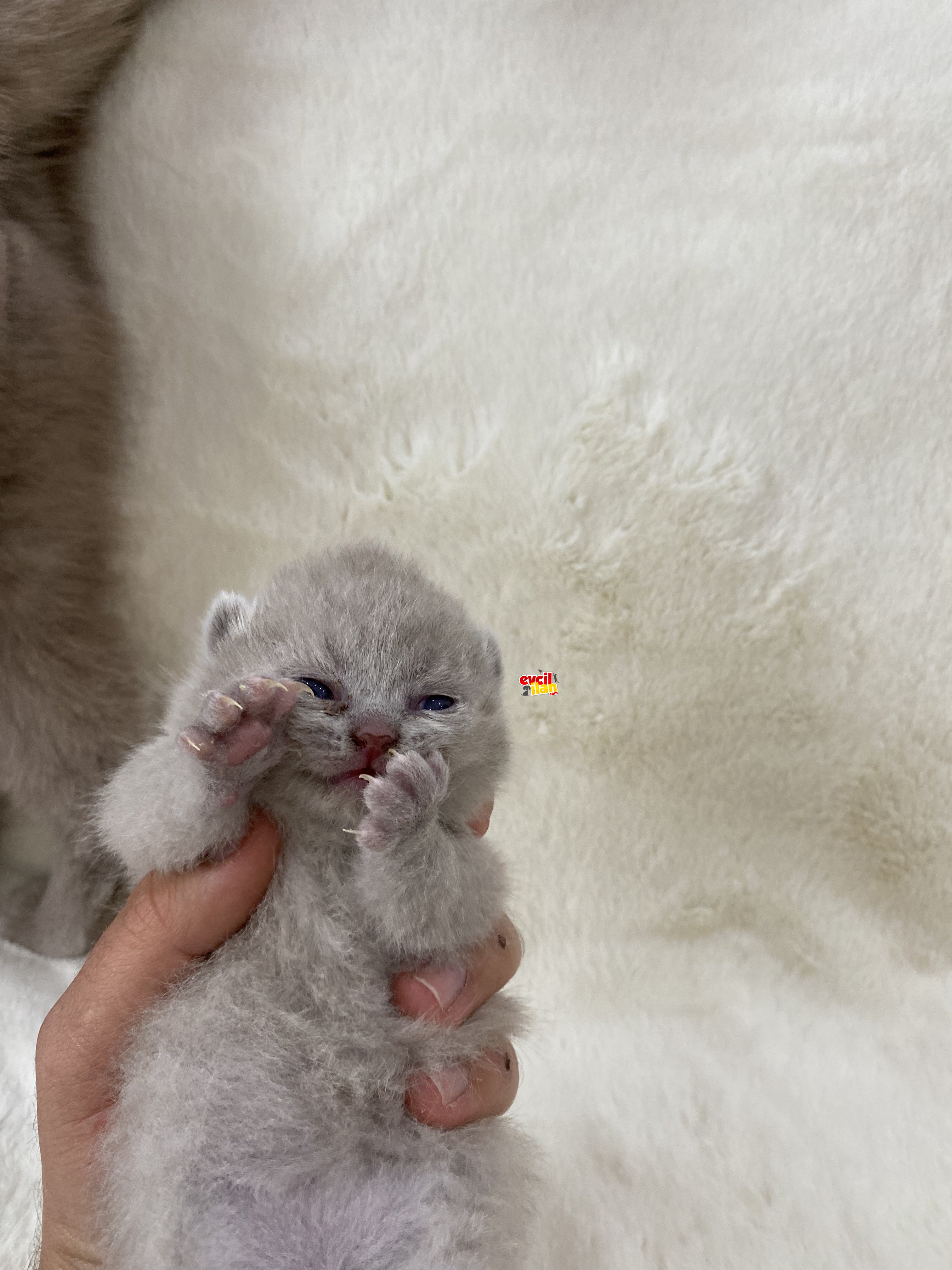 LÜTFEN AÇIKLAMAYI OKUYUNUZ Pearl Eyes Cattery bebekleri