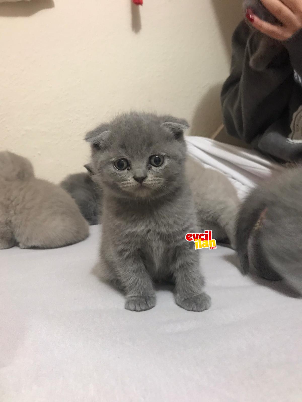 Lylac ve gri yavrular 