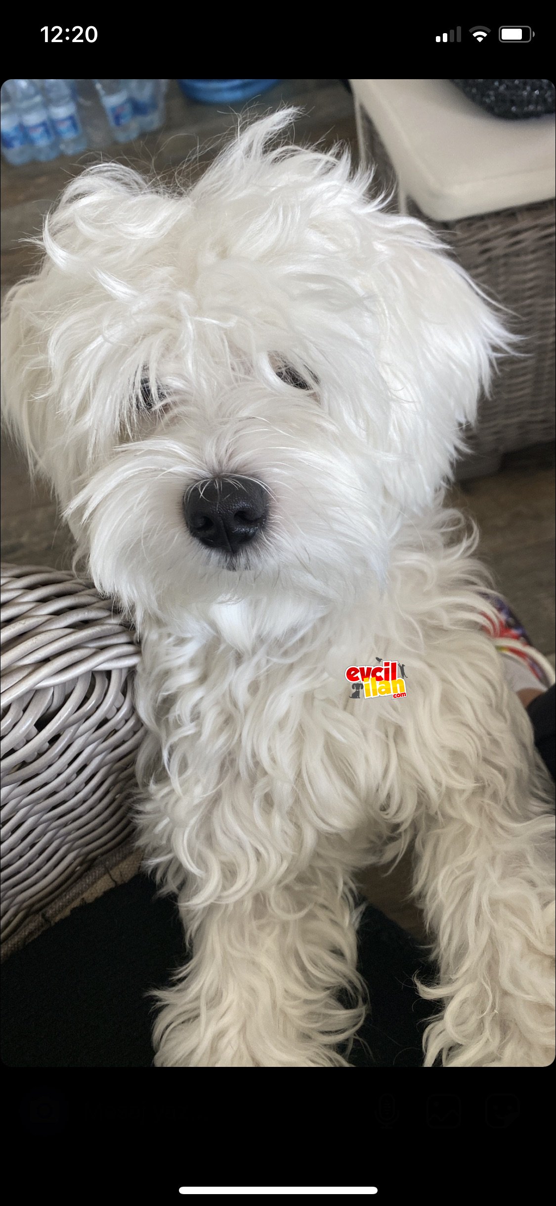 Maltes terrier 