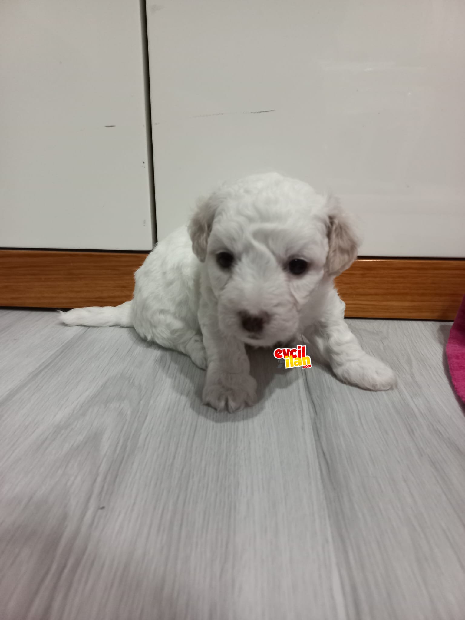 maltese terrier 4 yavru