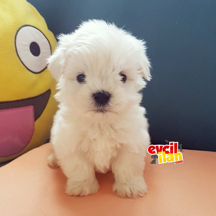 Maltese terrier dişi ve erkek yavrularımız 