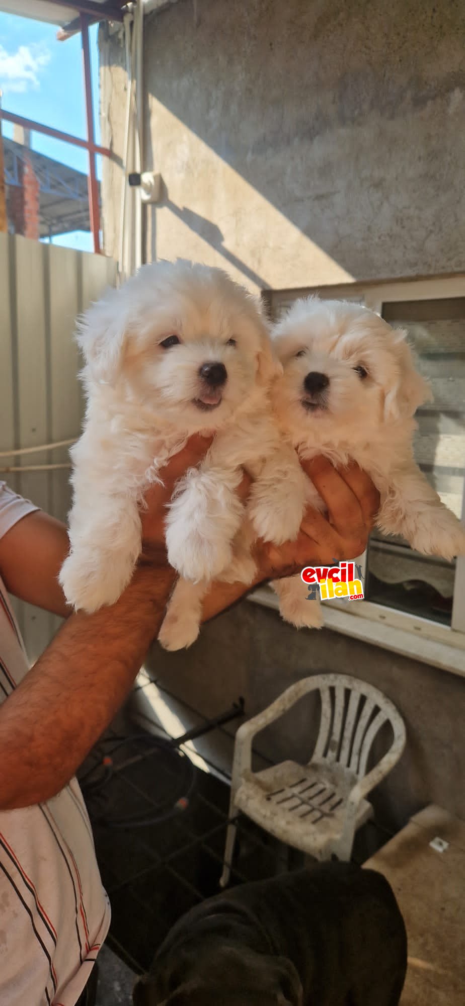 MALTESE TERRİER YAVRULAR 