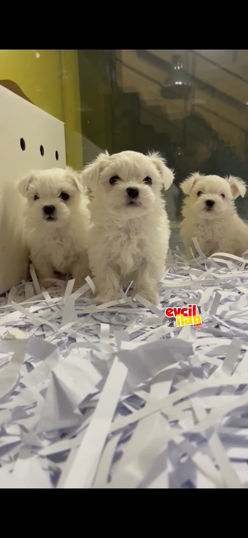 Maltese Terrier Yavrular