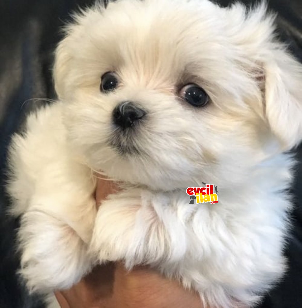 Maltese TERRİER YAVRULARI