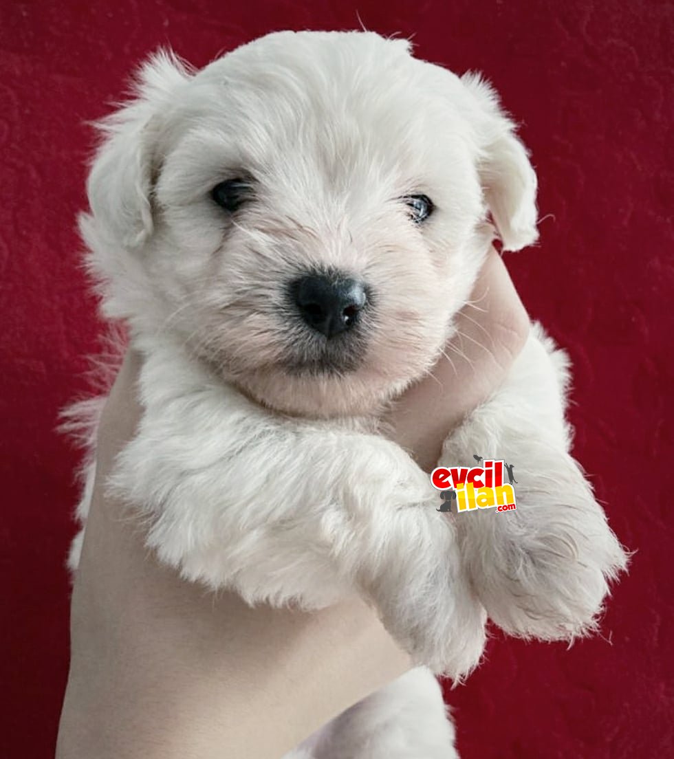 Maltese terrier yavrularımız