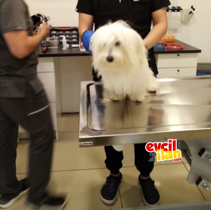 Maltese 