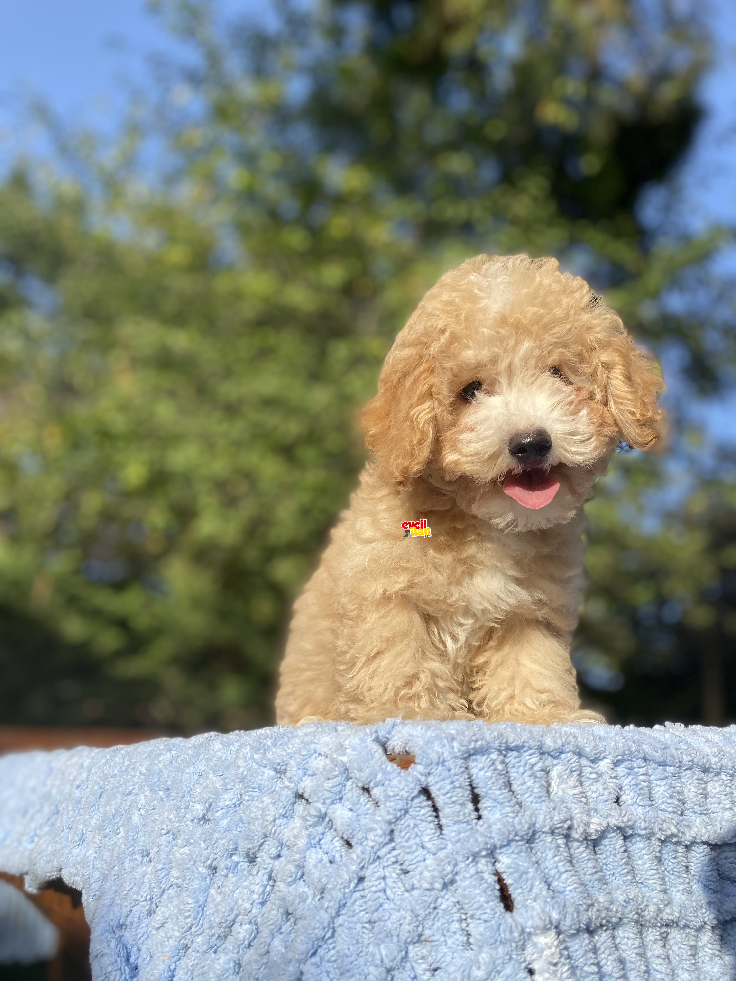 MALTİPOO BEBEĞİMİZ DİZAYN IRK