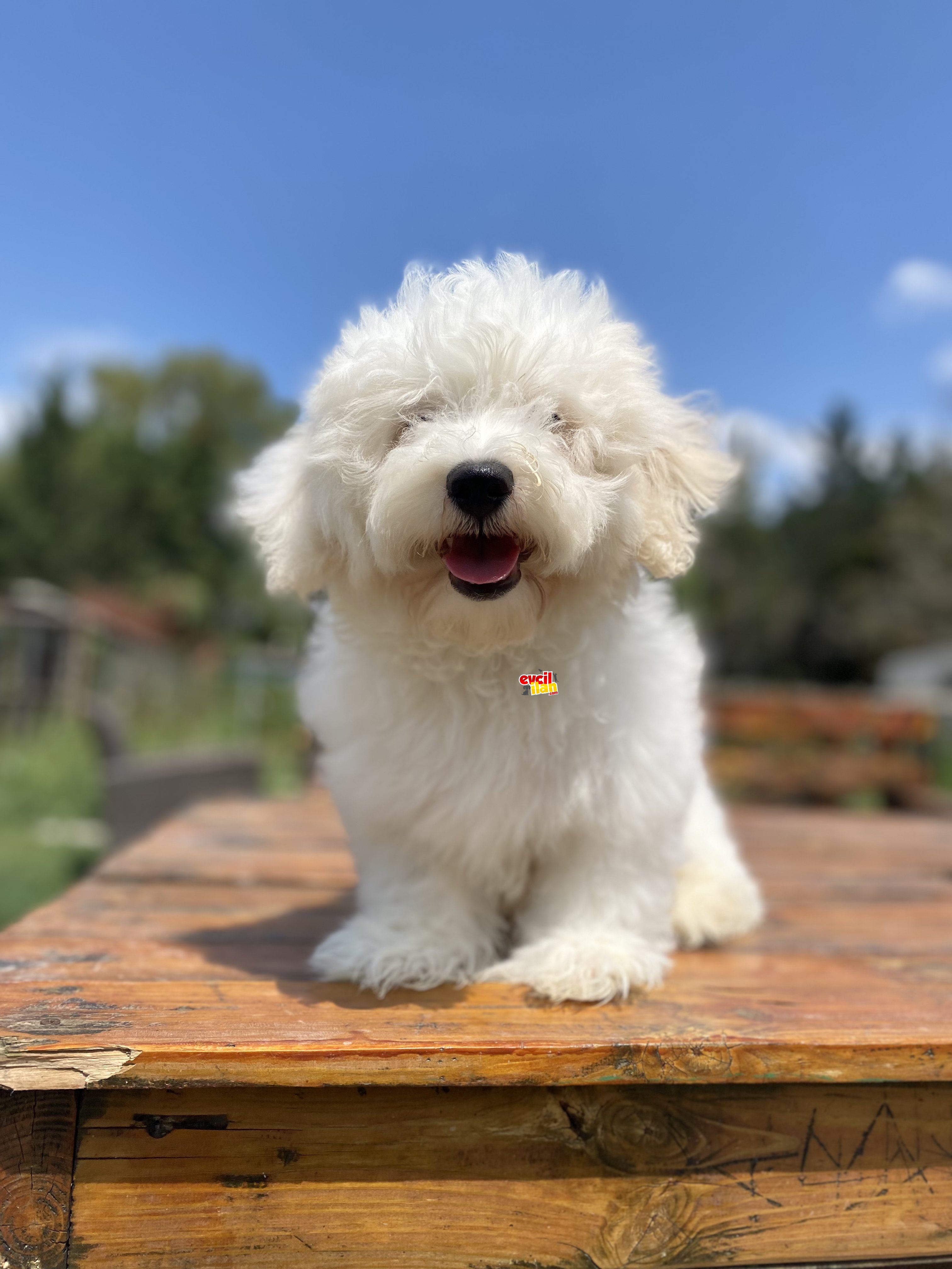 MALTİPOO BEBEĞİMİZ ÖZEL RENK