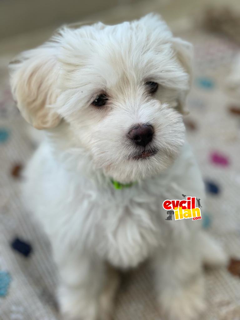 MALTİPOO CİNSİ 4 AYLIK ERKEK YAVRUMUZ YENİ SAHİP ARIYOR! 