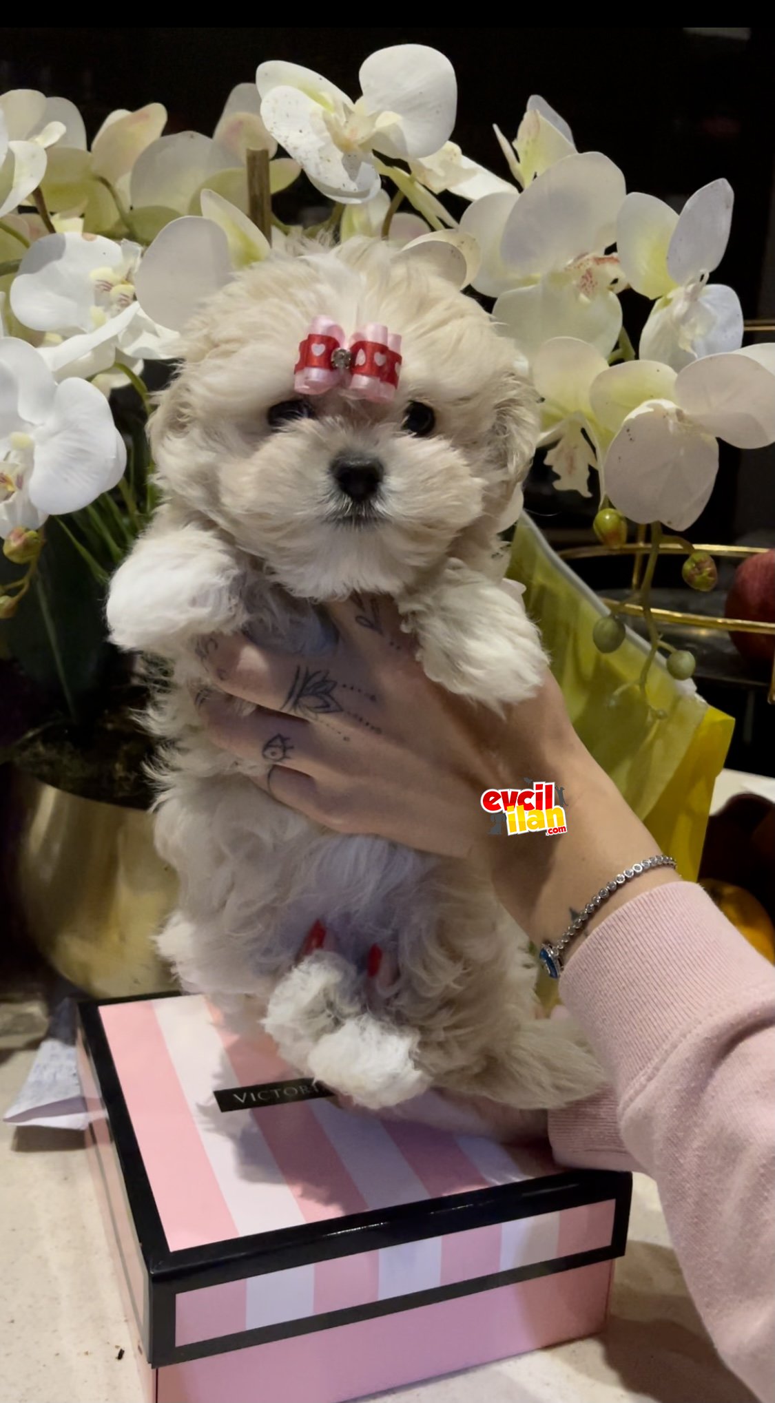 Maltipoo dizayn ırk multigen 