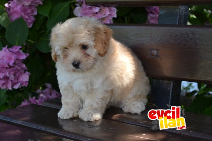 MALTİPOO YAVRU