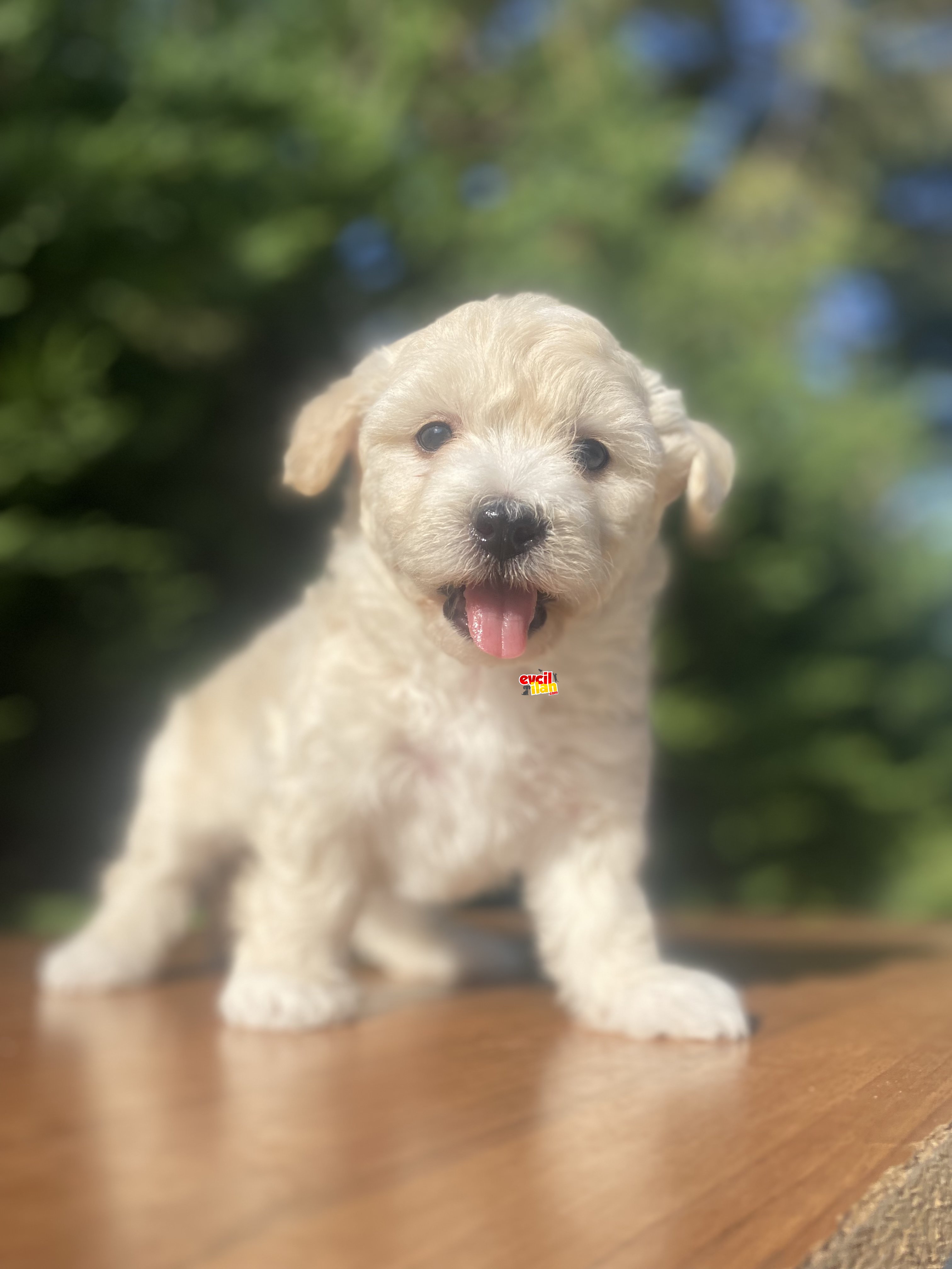 MALTİPOO YAVRULAR ÇEŞİT ÇEŞİT 