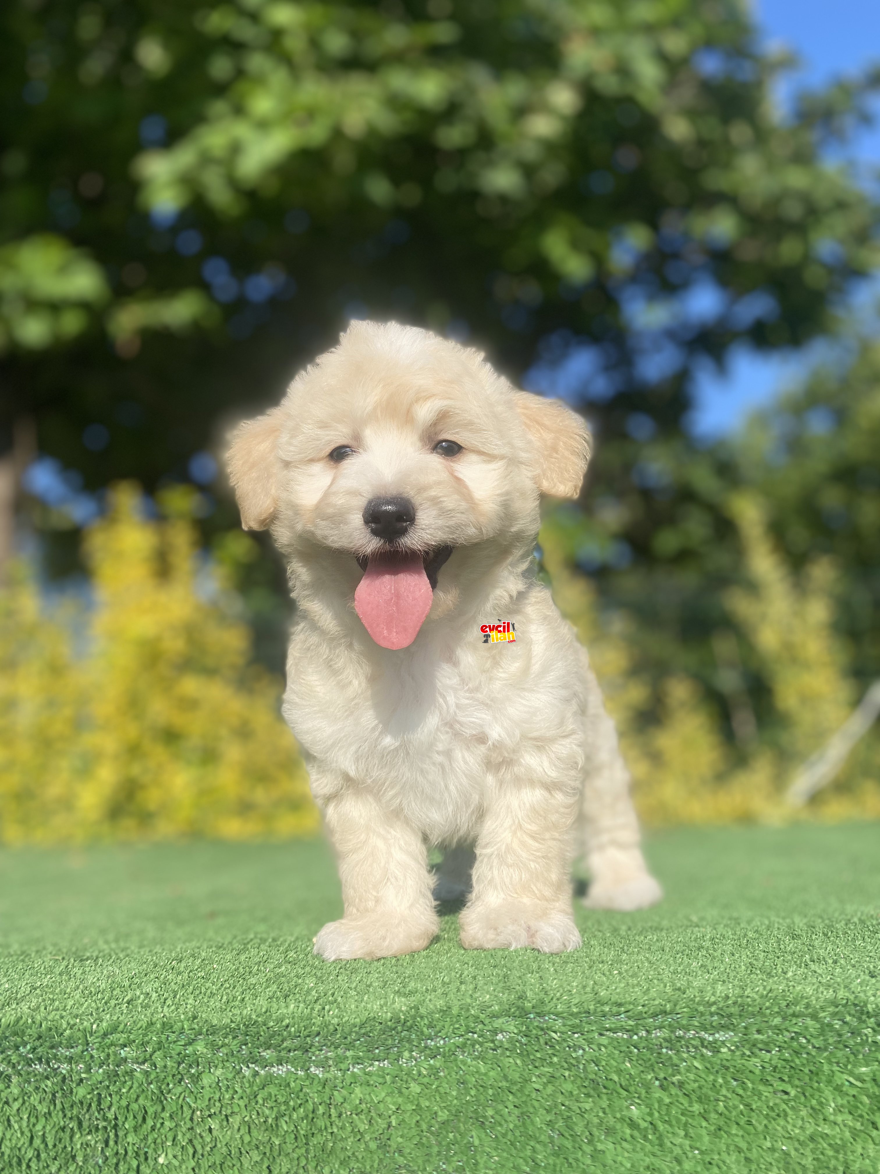 MALTİPOO YAVRULAR DİZAYN IRK AŞILI