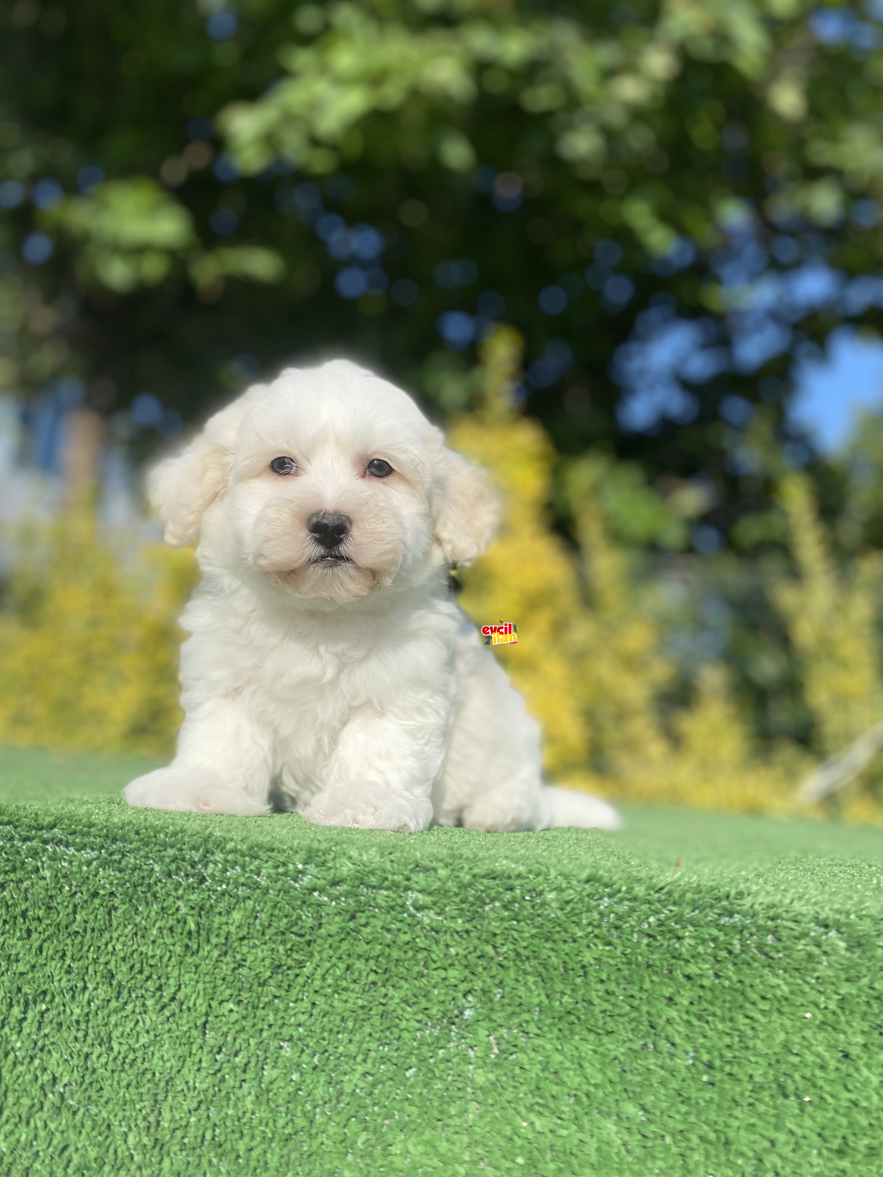 MALTİPOO YAVRULARIMIZ A KALİTE