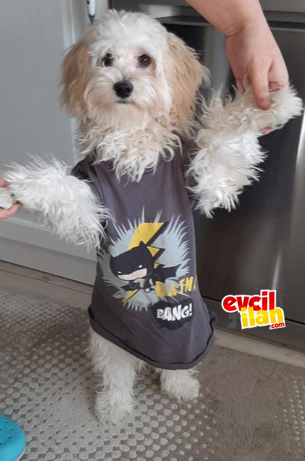 Maltipoo
