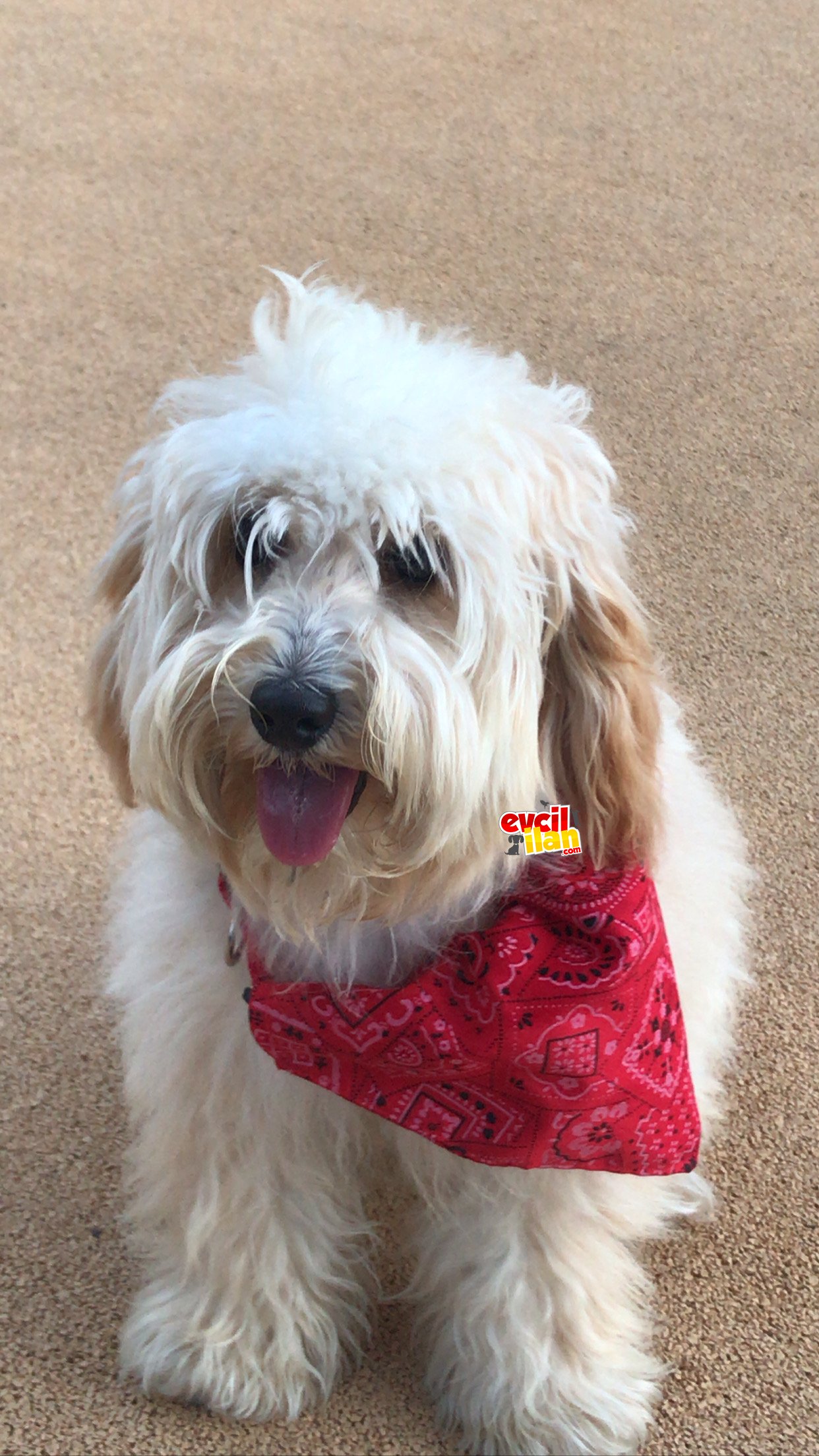 Maltipoo