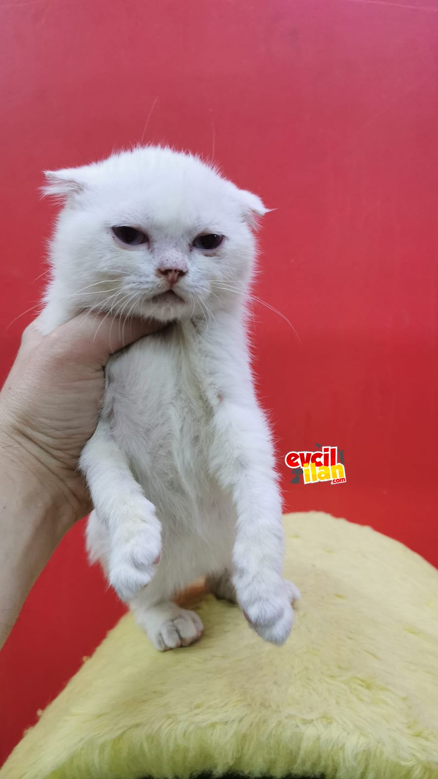 Mantar atlatmiş Scottish fold erkek mavi gözlü