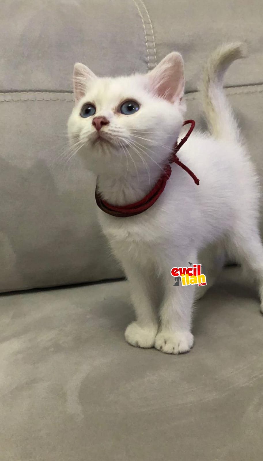 MASMAVİ GÖZLERİYLE SİZİ BEKLEYEN 2 YAVRU ????